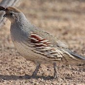 Gambel's Quail